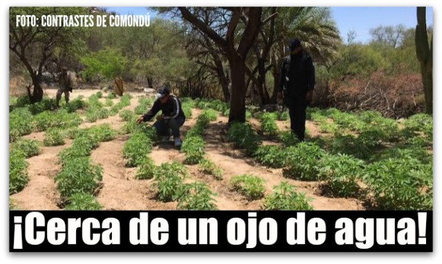 0 a marihuana sierra de comondu