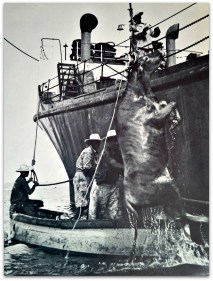 0 a a palmilla playa 003