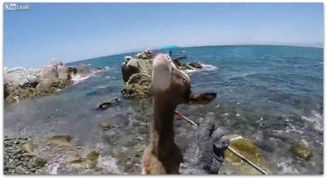 0 a chivito isla espiritu santo