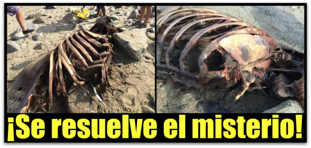 0 a sirena zifio la paz bcs