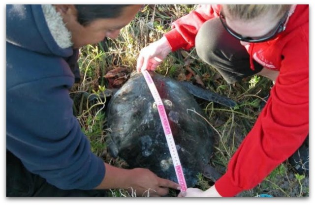 0 a marcaje de tortugas marinas uabcs 4