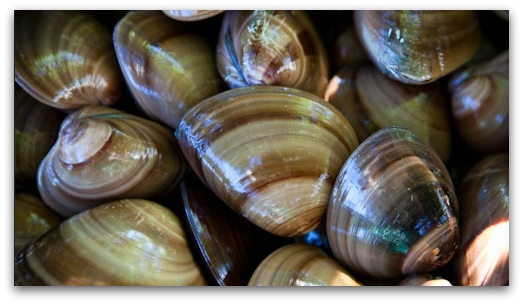 0 almejas chocolatas de baja california sur