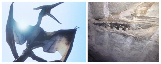 descubrimiento pterodactilo roca fosforica