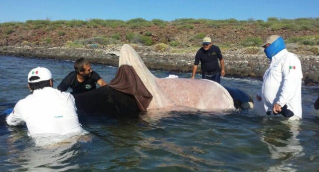 0-a-orca-en-loreto-3