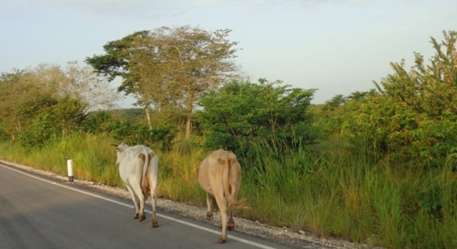 ganado-suelto-carretera