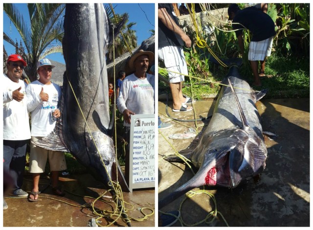 0-a-a-marlin-azul-san-jose-del-cabo