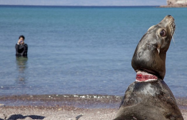 0-a-a-lobos-marinos-costas-de-baja-california-sur