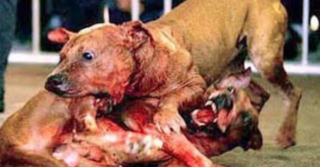 0-a-a-peleas-de-perros