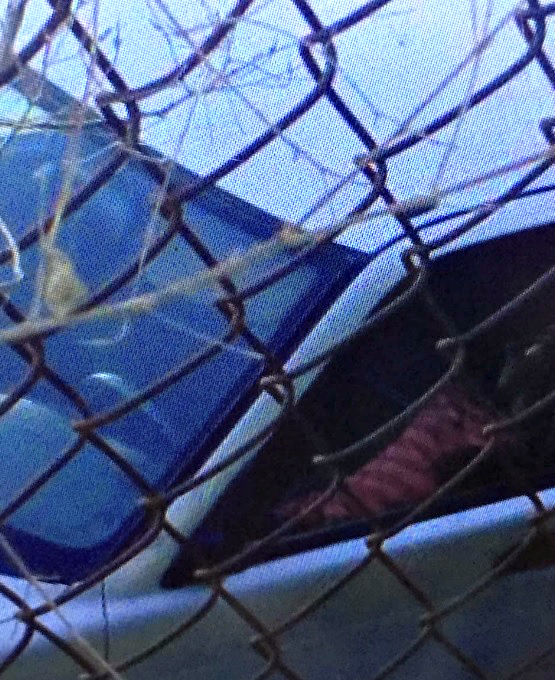 0-a-a-asesinato-colonia-el-rosarito-4