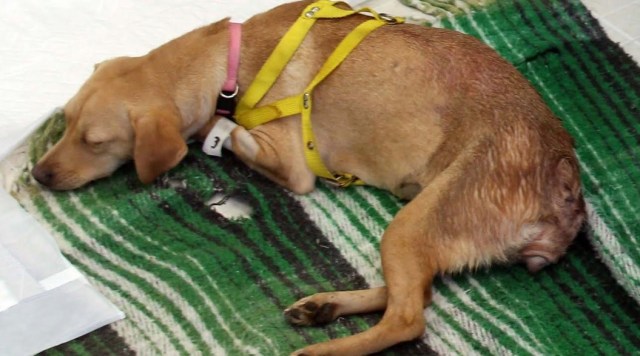 0-a-a-sindrome-perros-uabcs-5