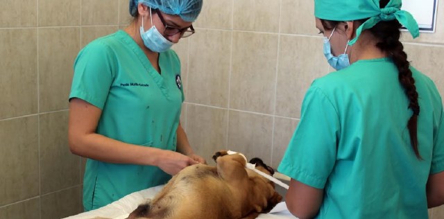 0-a-a-sindrome-perros-uabcs