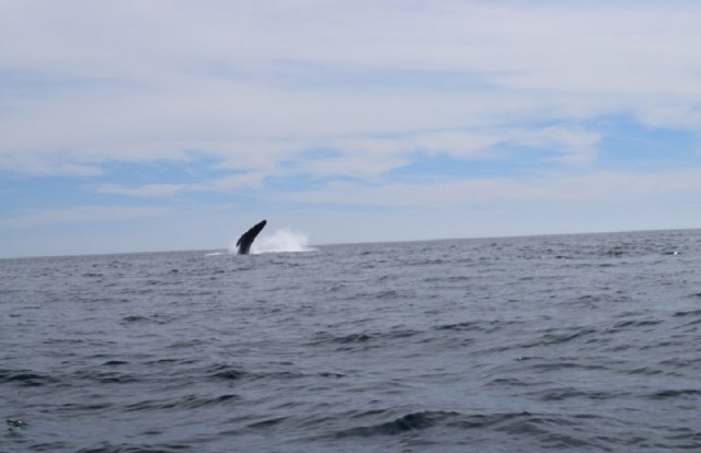 0-a-a-a-ballena-albina