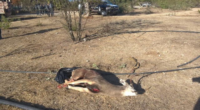 0-a-a-a-venado-bura-la-paz-bcs